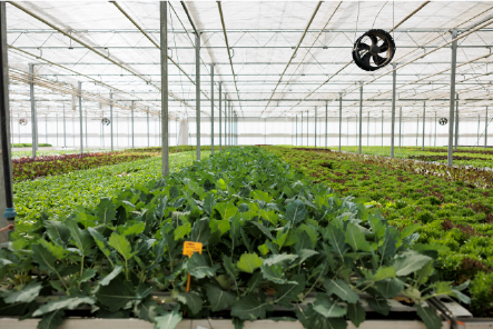 Greenhouse Development