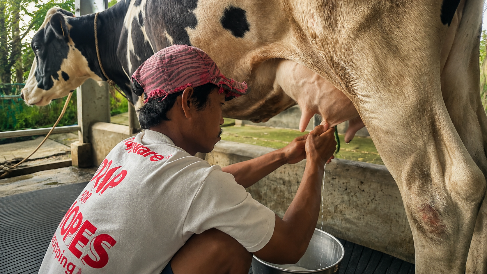 Dairy Farming Development snapshot 2