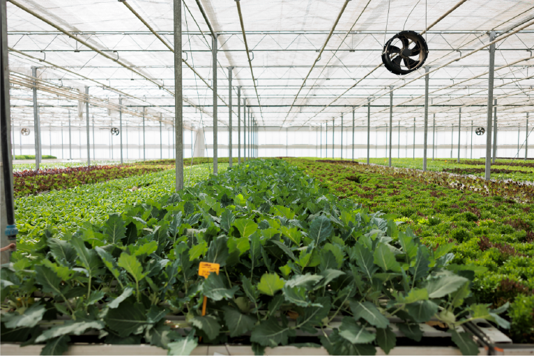 Greenhouse Development