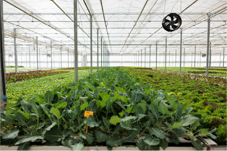 Greenhouse Development snapshot 1