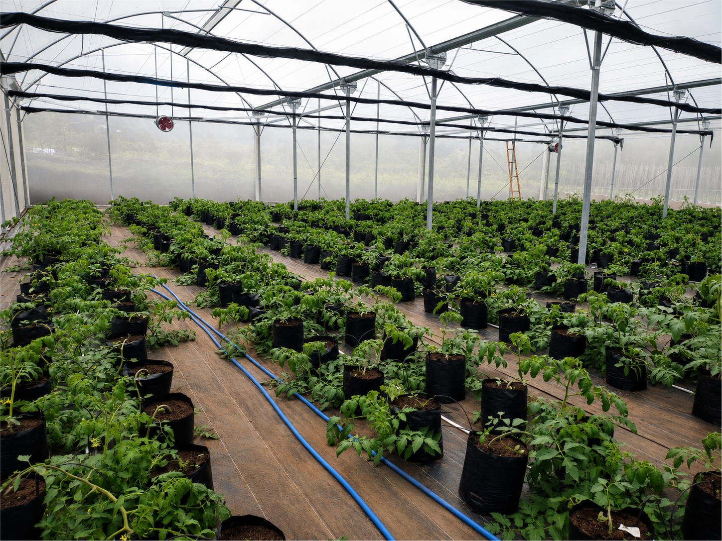 Greenhouse Development snapshot 2